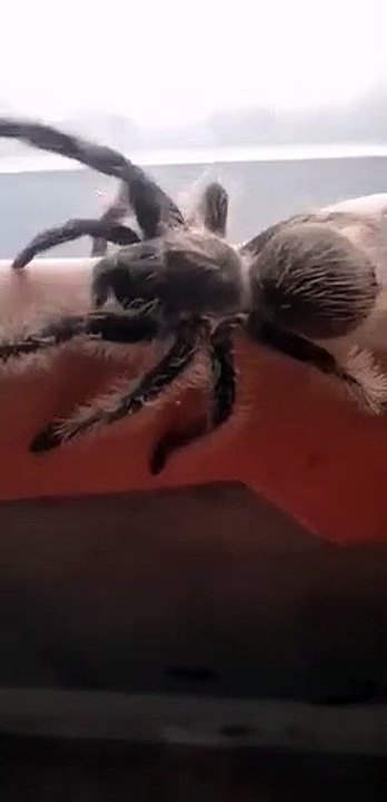 TS