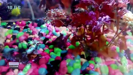 ¿Cómo limpiar mi pecera? | Mujer - Nex Panamá