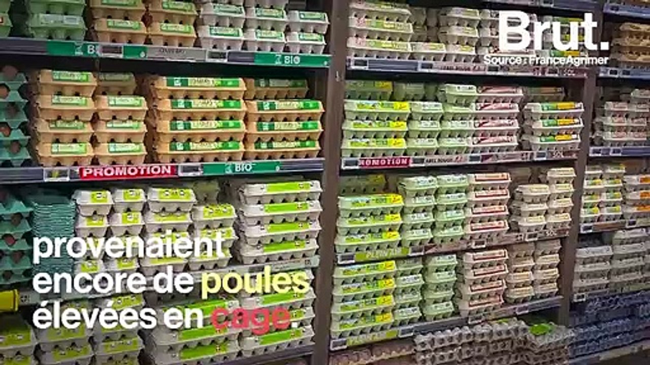 Interdiction de la vente des œufs de poules élevées en cage en 2022 : où en est-on ?