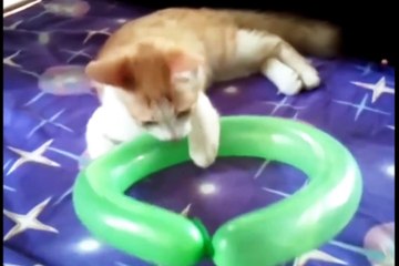 Cute Cat Funny Videos|Cute Funny Cat Videos 2021