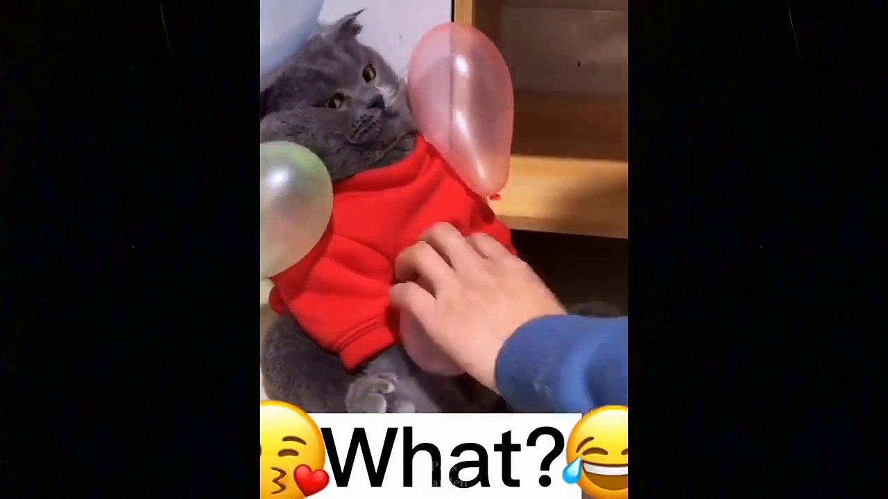 OMG So Cute Cats ♥ Best Funny Cat Videos 2021 _ Pets Garden