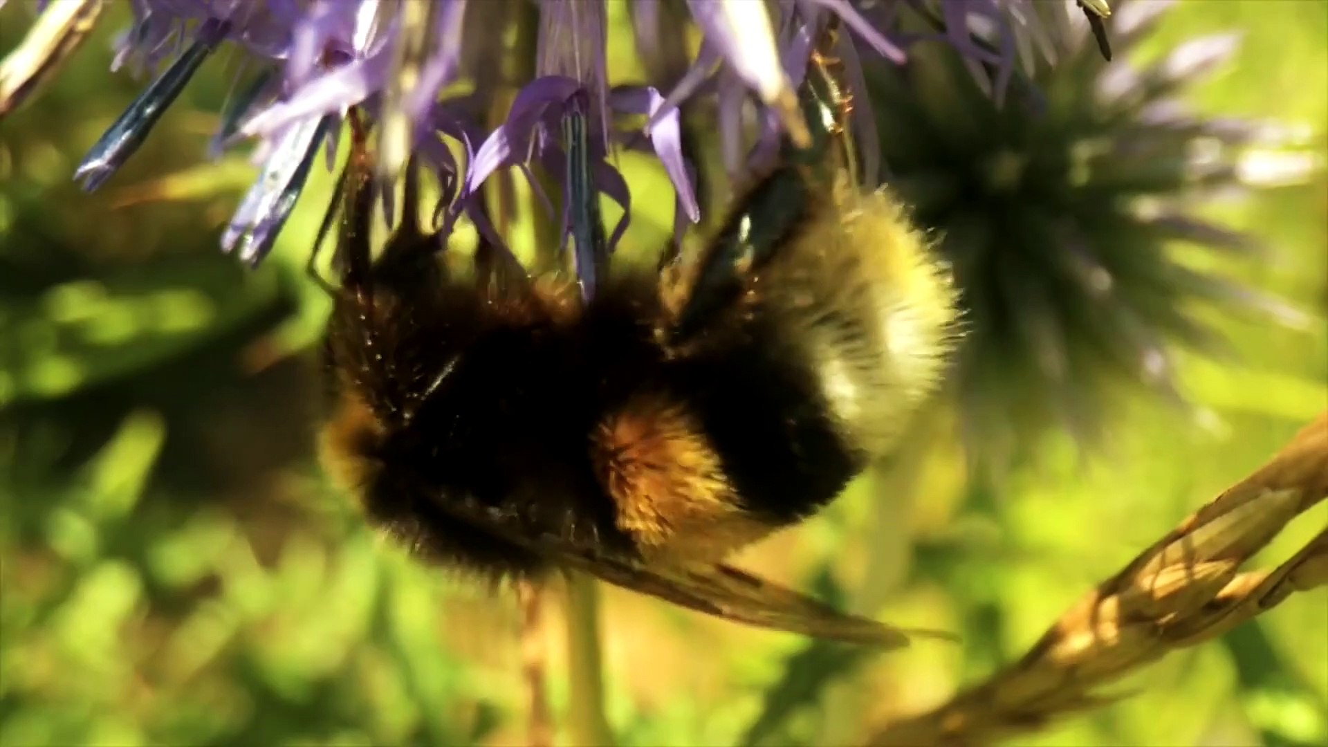Everyday Objects in Macro in 8K ULTRA HD _ 8K TV
