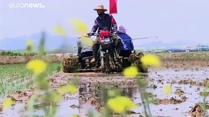 Semi di iniziativa privata nelle risaie della Corea del Nord