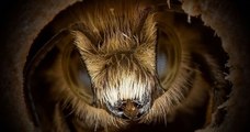 Il photographie des abeilles aux détails saisissants grâce à un macro zoom