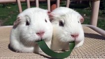 दो बड़े चूहे एक साथ बैठ कर देखो कैसे खाना खा रहे हैं आप भी आपने कभी ऐसा वीडियो नहीं देखा होगा