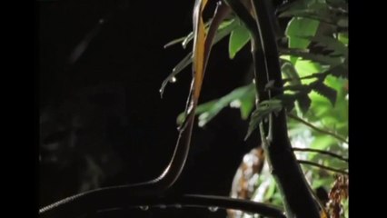 CatEyed Snake Snacks - Amazing nature