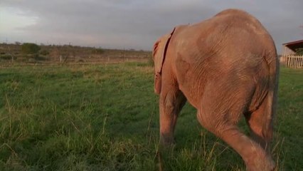 Una  cría de elefanta albina sobrevive a una trampa de furtivos