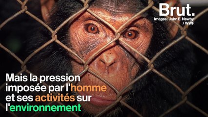 La diversité culturelle des singes s'appauvrit