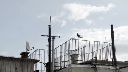 Después del silencio - Clip