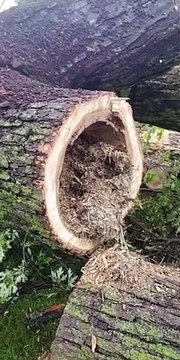 Baby Raccoons Rescued From Fallen Tree