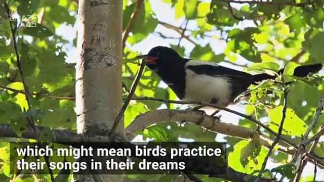 What Scientists Think Birds, Rats, and Dogs Dream About