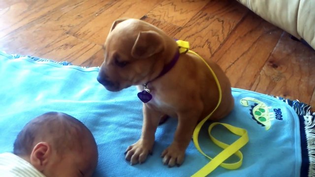Sleepy Puppy falls asleep on baby