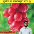 ये हैं दुनिया का सबसे महंगा फल || World's Expensive Fruit || expensive fruits || Grapes || shorts