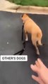 Diferenças entre cães quando a trela cai das mãos do dono