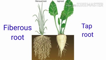 Type of roots, exploring in my garden