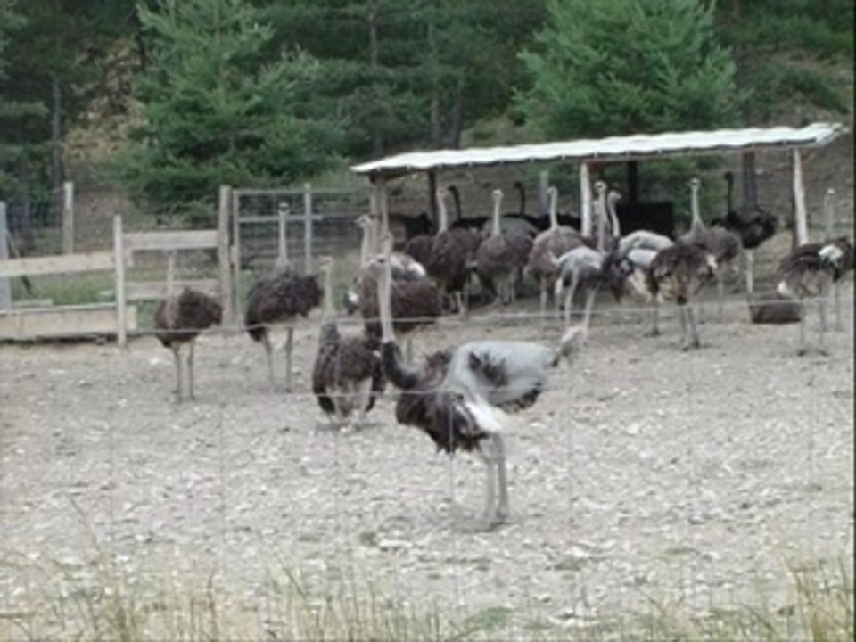 Amv '' une chanson d'autruche''