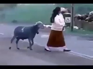 الخروف ده محدش قادر عليه ولا ايه#