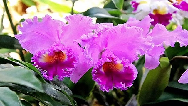 ORQUIDEAS, MAIS BELAS PLANTAS DO MUNDO - ORCHIDACEAE