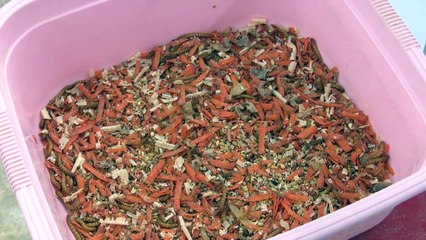 مربي "ديدان خارقة" في الكويت يرسم لها طريقا نحو أطباق الخليجيين