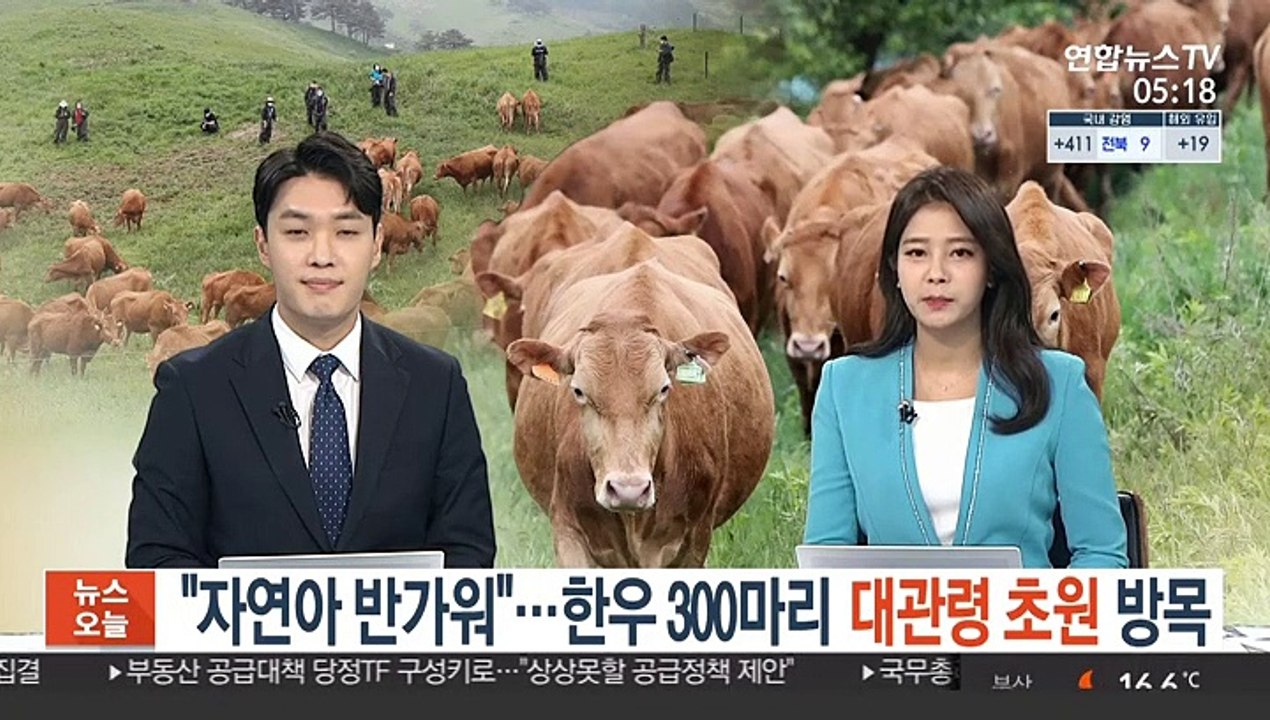 "자연아 반가워"…한우 300마리 대관령 초원 방목