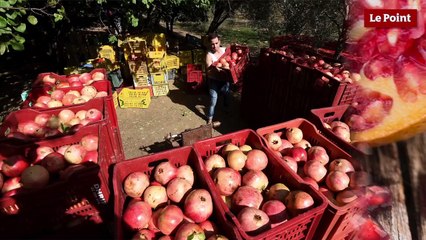 Comment lire les étiquettes de nos produits #3 : la grenade