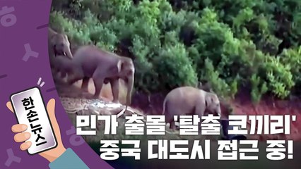 [15초뉴스] 민가 출몰한 '탈출 코끼리'...中 대도시 접근 중! / YTN