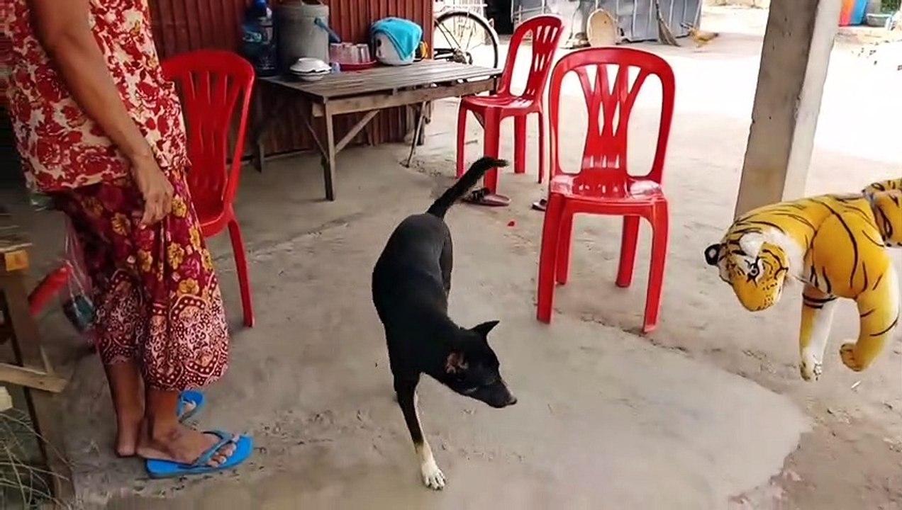Wow!!! Fake Tiger prank Dog So Funny Try To Stop Laugh Challen