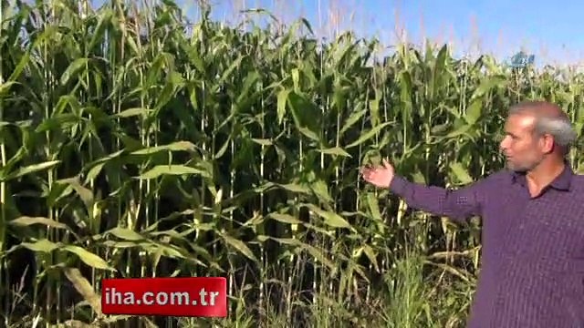 Mısırları bir gecede kayboldu!