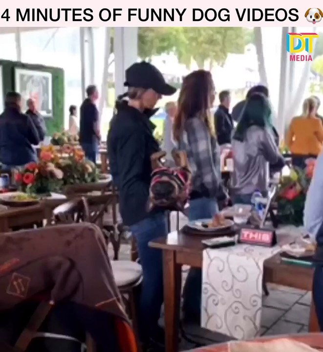 Funny Dog video1