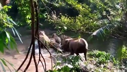 Animals That Asked People for Help