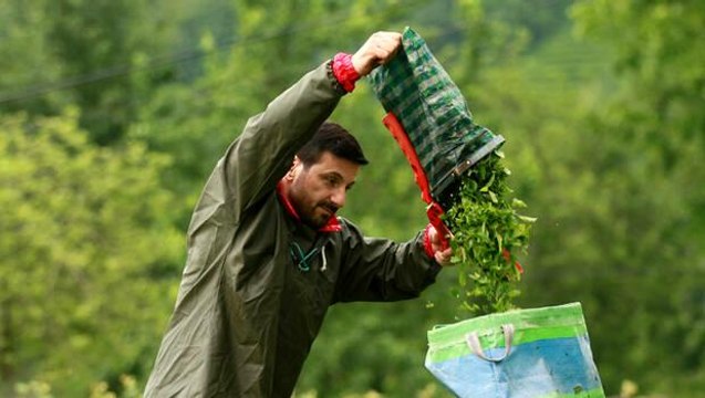 Pandemi stresinden kaçan Davut Güloğlu, köyünde tavuklarıyla ilgilenip çay toplamaya başladı