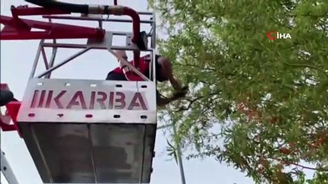 Boynuna maske dolanan kargayı itfaiye ekipleri kurtardı