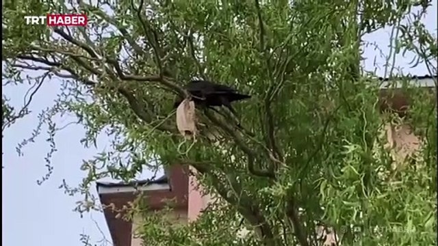 Boynuna maske dolanan kargaya itfaiyeden yardım eli