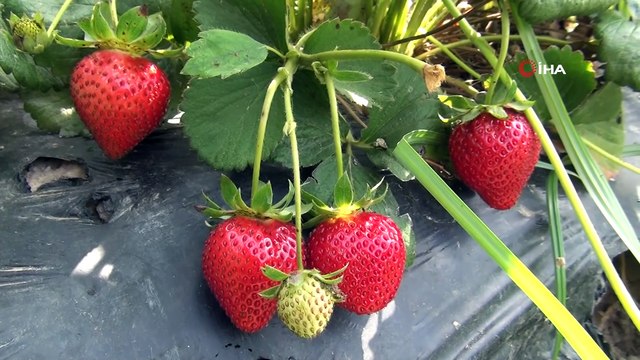 Çilekte hasat sonuna yaklaşıldı, üreticinin yüzü güldü