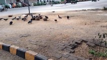 Feeding Feral Pigeons  | Feeding Pigeons On Road | Save Birds | Kingdom Of Awais