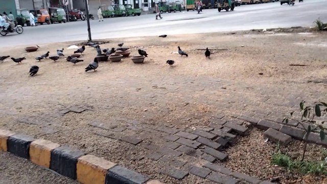 Feeding Feral Pigeons | Feeding Pigeons On Road | Save Birds | Kingdom Of Awais