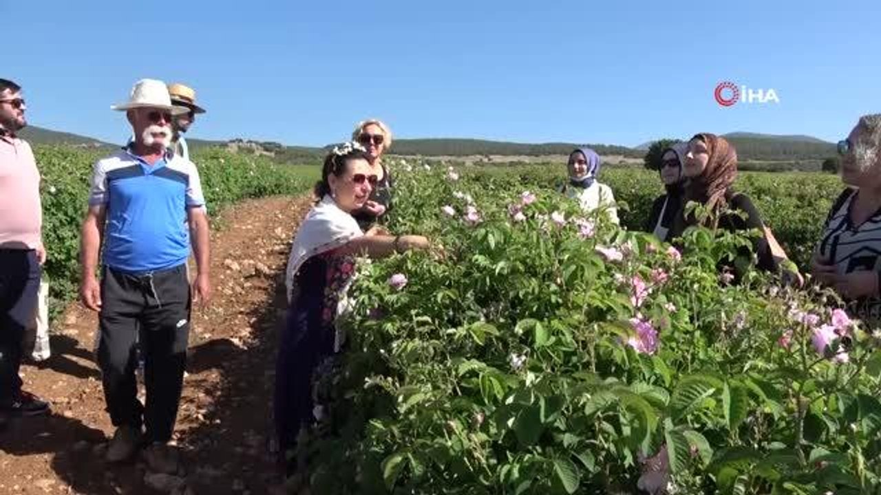 Gül bahçelerinde yabancı misafirlere 'gül eğitimi'