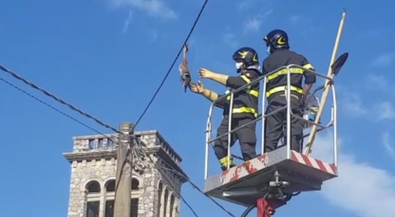 Capannori (LU) - Germano reale impigliato tra cavi telefonici: soccorso dai Vigili del Fuoco (01.60.21)