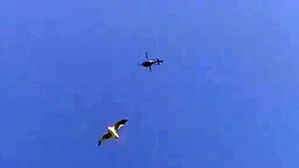 Police helicopter carries out search following report of woman in distress