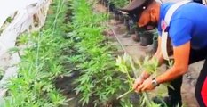 Marsala - Coltiva marijuana in una serra: arrestato (01.06.21)