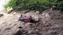 Arnavutköy’de ölü yunus balığı kıyıya vurdu