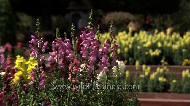 Antirrhinum Flowers at Mughal Gardens, New Delhi