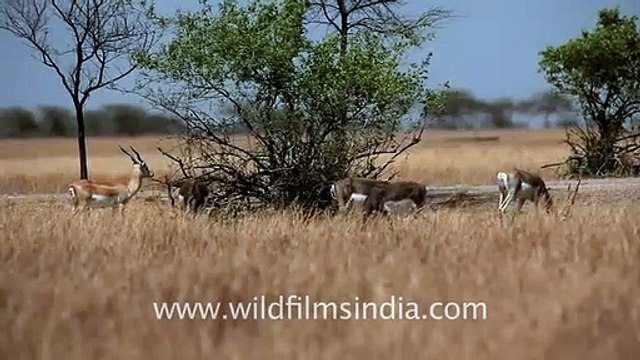 Blackbuck grazing on grass in Velavadar National Park