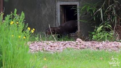Baby Otter At Yorkshire Wildlife Park