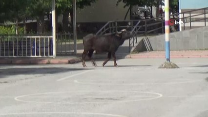 Manda firarda...Şehri birbirine katan manda ekipler tarafından yakalandı