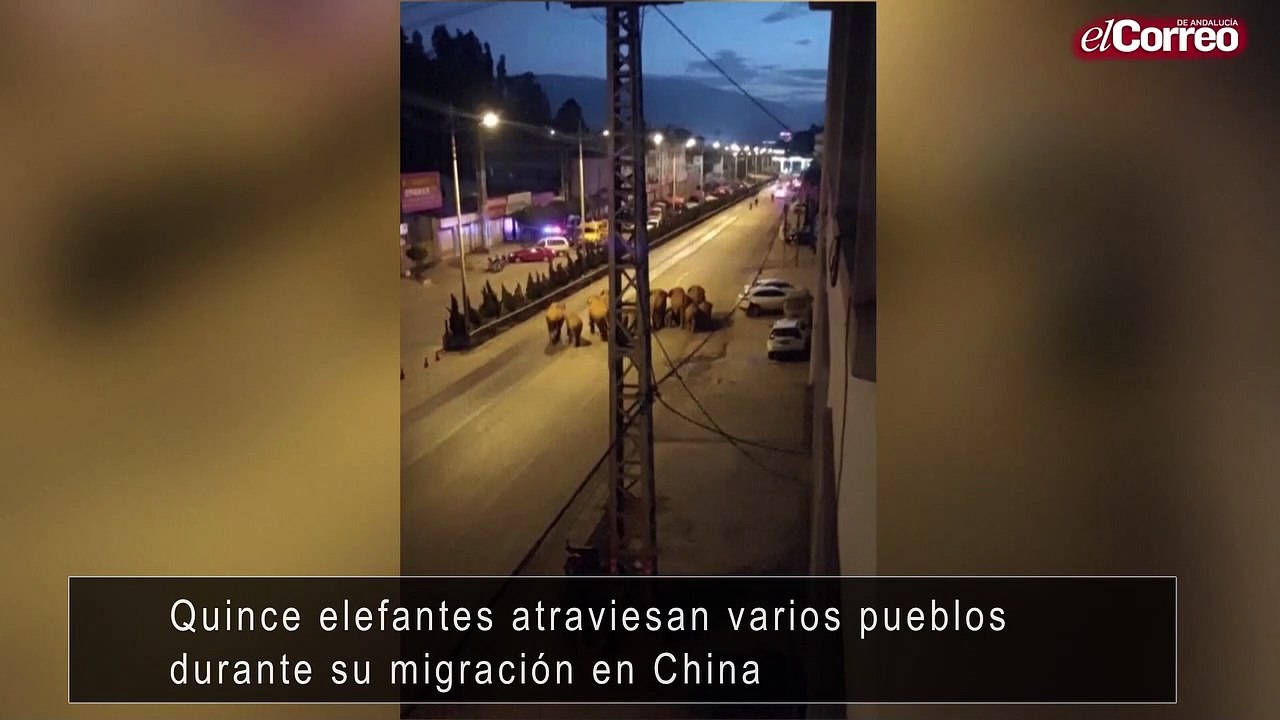 Quince elefantes atraviesan varios pueblos durante su migración en China