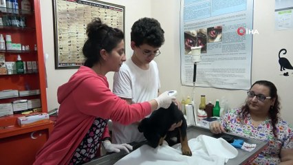 Veterinere şaşırtan soru: 'Kedi, köpeğe taktığınız çipi kızıma da takabilir misiniz?'
