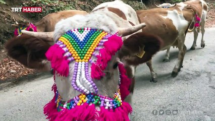 Karadeniz'de yaylaya göç başladı