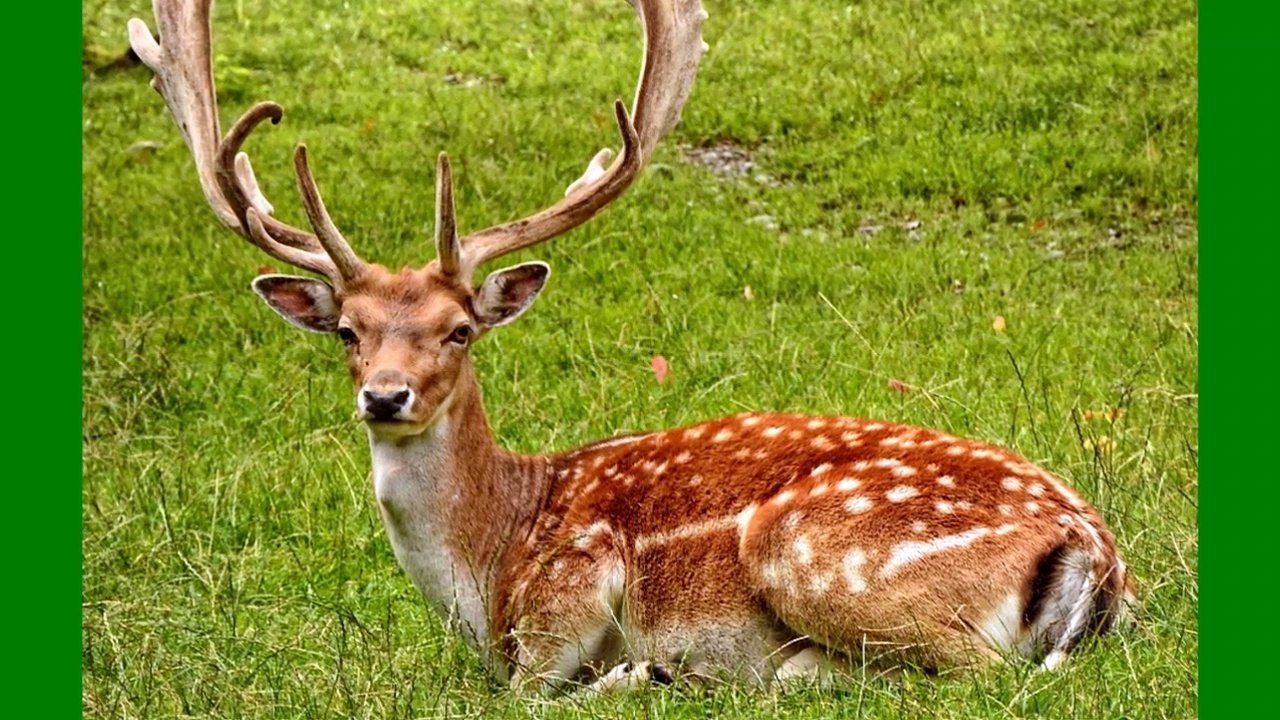 forest are the main home for animals......,;['