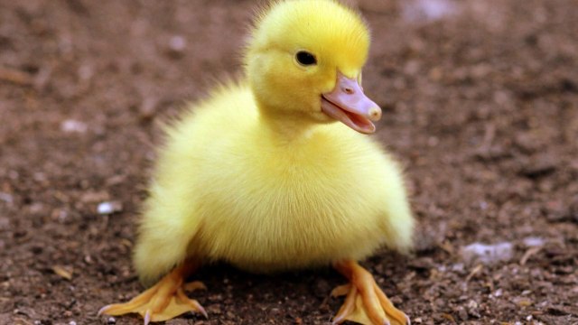 chicks and animals so beautiful and so many//'